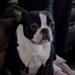 Zara - Boston Terrier