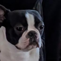 Zara - Boston Terrier