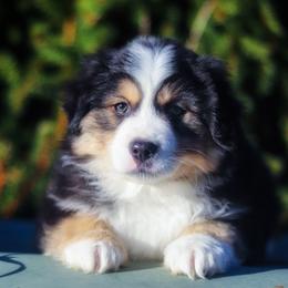 Miniature American Shepherd Puppies from Casita Miniature American Shepherds