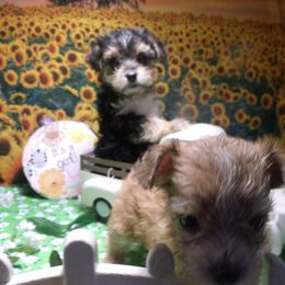 Yorkshire Terrier Puppies from Kristy Jamroz's Yorkshire Terriers