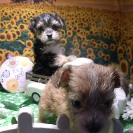 Yorkshire Terrier Puppies from Kristy Jamroz's Yorkshire Terriers