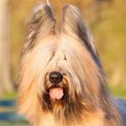 Briards and Chihuahuas from Hashtag Chihuahuas