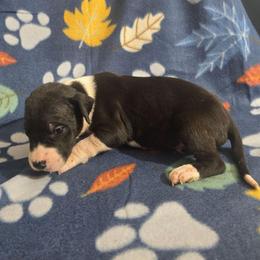 Mantle male F - Mantle male Great Dane puppy in Golconda, Illinois from Breken Great Danes