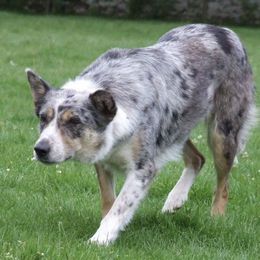 Border Collie All Grown Up from Little  Foxx Farms