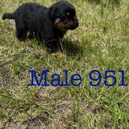 Male 951 - Black and mahogany male Rottweiler puppy in Ocala, Florida from Southeast Companion & Protection Dogs