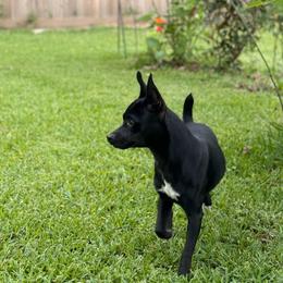 Marley - Rat Terrier