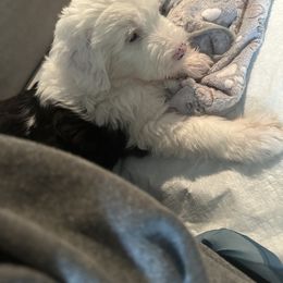 Bernedoodle, Goldendoodle, and Sheepadoodle Puppies from High Desert Doodles