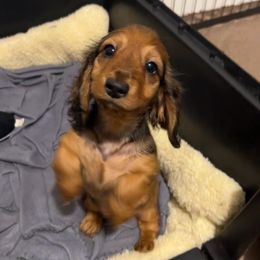 Stormy - Red male Dachshund puppy in Arkansas from O'La Dachshunds