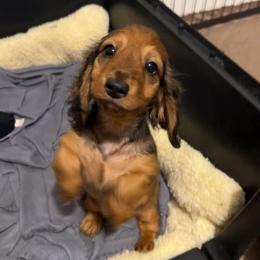 Stormy - Red male Dachshund puppy in Arkansas from O'La Dachshunds