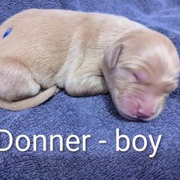 Boy 4 - male Golden Retriever puppy in Pamplin, Virginia from Hope & Joy Acres