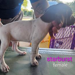 Starburst - White and liver female German Shorthaired Pointer puppy in Hawley, Texas from Wood Farmstead