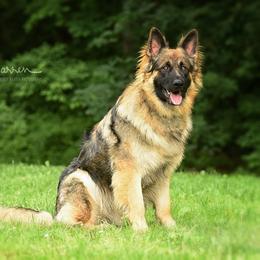 Max - German Shepherd