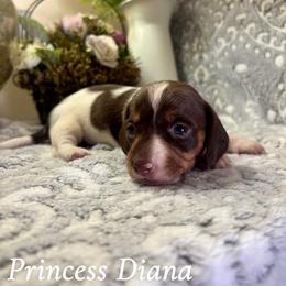 Princess Diana - Piebald female Dachshund puppy in Aiken, South Carolina from State Eight Dachshunds