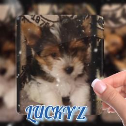 Yorkshire Terrier Puppies from Schultz Yorkies byGrace