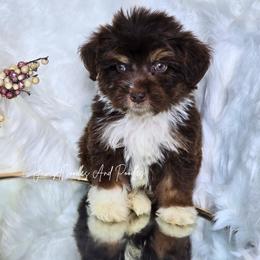 Little John - Red tri-color male Aussiedoodle puppy in Cleveland, Georgia from Jam's Doodles And Poodles
