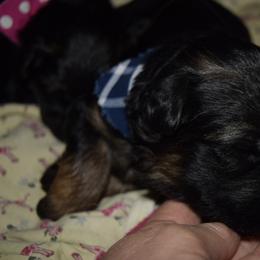 German Shepherd Puppies from Import German Shepherds of Kansas