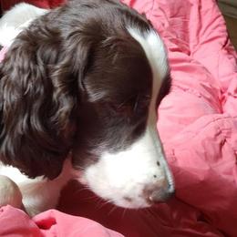 English Springer Spaniel Puppies from Exploding Feathers