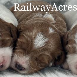 Boy 3-Mini - Red  male Goldendoodle puppy in Milford, Indiana from Railway Acres Kennel