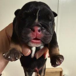 Boy 1 - Black Tri - Black tri-color male Bulldog puppy in Lakeland, Florida from Fur Love And Puppies