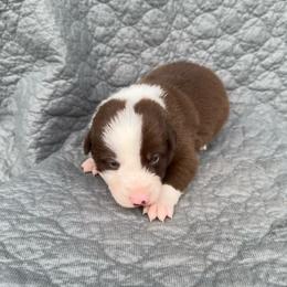 Boy 3 - Red male Border Collie puppy in Centerville, Washington from Forthright Farms