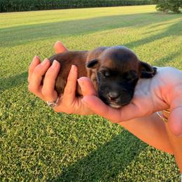 Gamora - Wheaten female Soft Coated Wheaten Terrier puppy in Illinois from Sarabeth's Friendly Pups