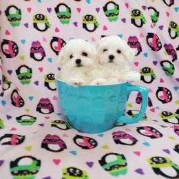 SMALL FEMALE - White female Maltese puppy in Nevada from LAS VEGAS PUPPY