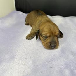 Ducky - Red female Dachshund puppy in Palm Bay, Florida from Anastasia’s Royal Weenies