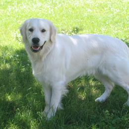 Toshi - Golden Retriever