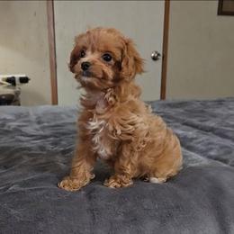 Tiny peach - Apricot female Cavapoo puppy in Copan, Oklahoma from Tatums cavapoos