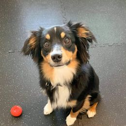 Miniature Australian Shepherds from Dragonfly Mini Aussies