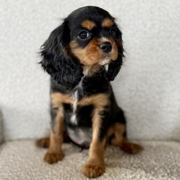 Moon - Black and tan male Cavalier King Charles Spaniel puppy in Sugarcreek, Ohio from Chocolate Cavalier