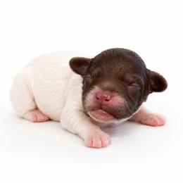 Purple - Chocolate female Australian Labradoodle puppy in Springfield, Ohio from Dawson & Daryn's Royal Companions