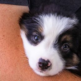 Miniature American Shepherd and Miniature Australian Shepherd Puppies from Bellewynd Acres