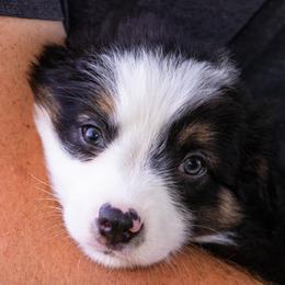Miniature American Shepherd and Miniature Australian Shepherd Puppies from Bellewynd Acres