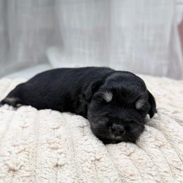 Cooper - Black and silver male Miniature Schnauzer puppy in Montebello, California from Rod Schnauzers