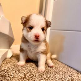 Aurelia - Red and white female Pomsky puppy in Lincoln, Nebraska from Blue Heaven Pomsky