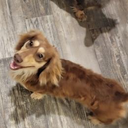 Manny - Dachshund