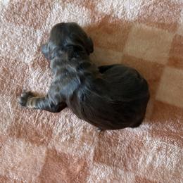 Boy 1 - male Cocker Spaniel puppy in Indiana from muddy boots cocker spaniels and cockapoos