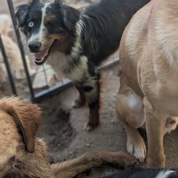Kiwi - Miniature Australian Shepherd