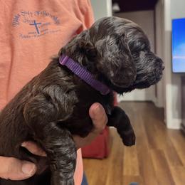 Mr Purple - Liver male Boykin Spaniel puppy in Stapleton, Alabama from Taensas Boykins