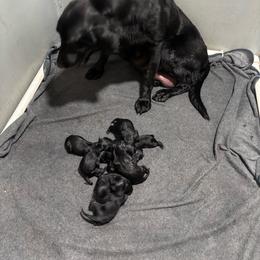 Girl 2 - Black female Labrador Retriever puppy in Mount Olive, Mississippi from 3 King Kennels