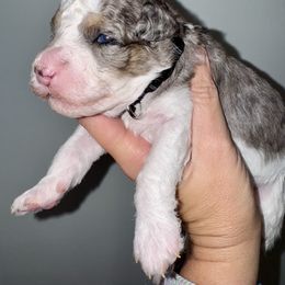 Sullivan - Blue merle male Aussiedoodle puppy in Rock Hill, South Carolina from LolliPop Farms