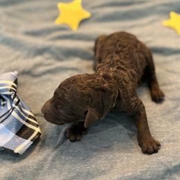 Orion - Chocolate male Goldendoodle puppy in Camden, North Carolina from Oopsie Doodles of NC