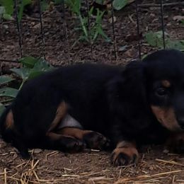 Red boy - Black and tan Dachshund puppy in Franklin, Georgia from Lakeside Kennels of Franklin