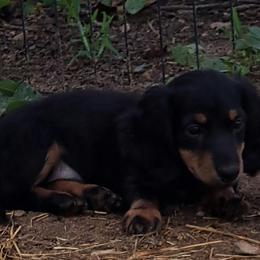 Red boy - Black and tan Dachshund puppy in Franklin, Georgia from Lakeside Kennels of Franklin