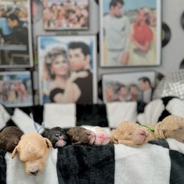 Goldendoodle Puppies from Canary Pawlm Doodles