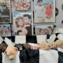 Goldendoodle Puppies from Canary Pawlm Doodles