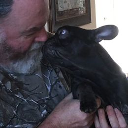 Choco Laco - Liver French Bulldog puppy in Edgewood, Texas from French Bulldogs by Piper