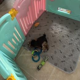 Smores - Chocolate male Shih Tzu puppy in North Fort Myers, Florida from Cutie Shihtzu, Miniature Schnauzer