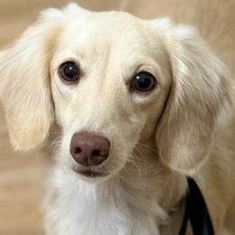 Evie Lou - Dachshund